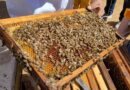 Capacitación en manejo postcosecha de colmenas a usuarios apícolas