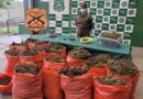 El Carmen: Carabineros del OS7 Ñuble incautó 1.700 millones de pesos en marihuana y detuvo a 2 personas por tráfico y cultivo ilegal